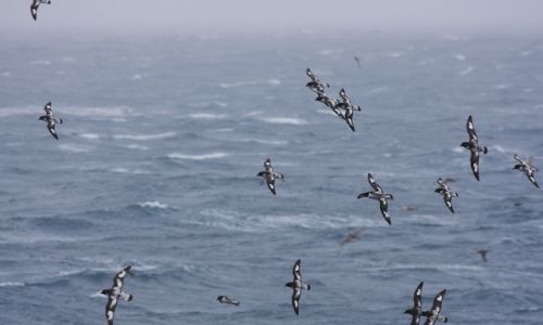 Zdjecie ANTARKTYDA / Antarktyda / antarktyda / cape petrel