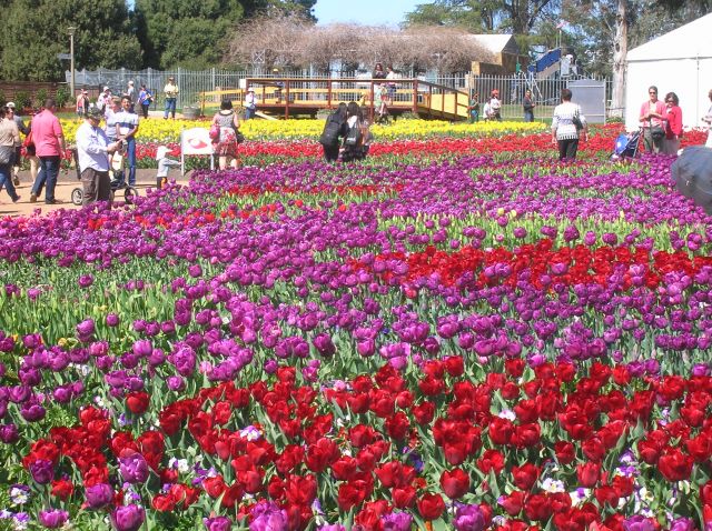 Zdj�cia: W canberskim parku, Canberra, Floriada--swieto kwiatow w Canberze-stolicy Australii, AUSTRALIA