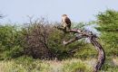Zdjecie BOTSWANA / Chobe National Park / safari / Wszystko widzę