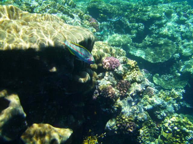 EGIPT / zatoka Aqaba / Sharm el Sheikh, zatoka Nabq / ryba Thalassoma klunzingeri, na tle korala Goniastera sp.