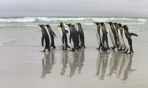 Zdjecie FALKLANDY / Falkalady / Falklandy / Gesiego