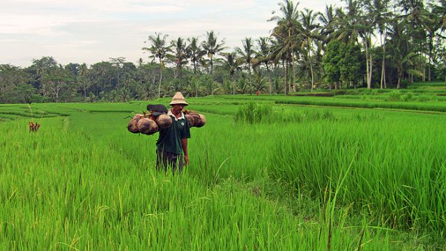 Zdj�cia:   , Bali, Z kokosami, INDONEZJA