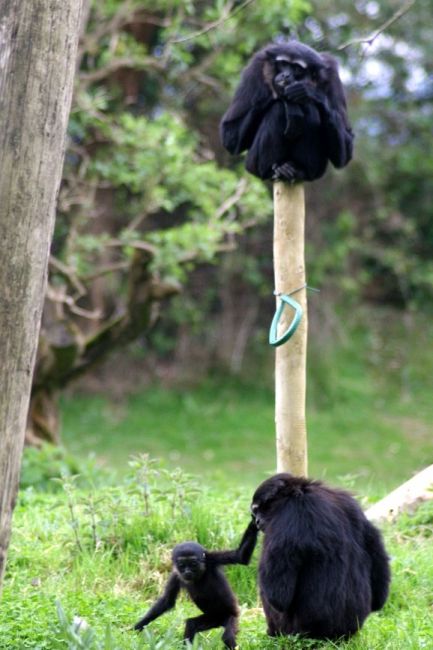 Zdjęcia: FOTA WILDLIFE PARK, FOTA, Siedziała na słupku, na jednym ........... Wołała: Filipie ! Filipie ! , IRLANDIA Zdjęcia: FOTA WILDLIFE PARK, FOTA, Siedziała na słupku, na jednym ........... Wołała: Filipie ! Filipie ! , IRLANDIA