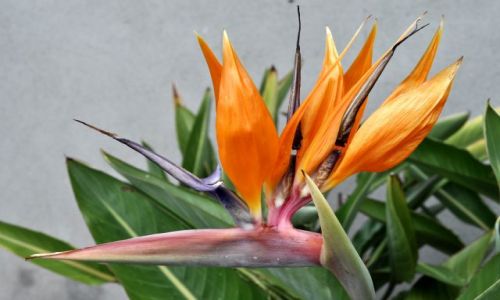 Zdj�cie IRLANDIA / - / Dublin Botanic Garden's / Rajski ptak