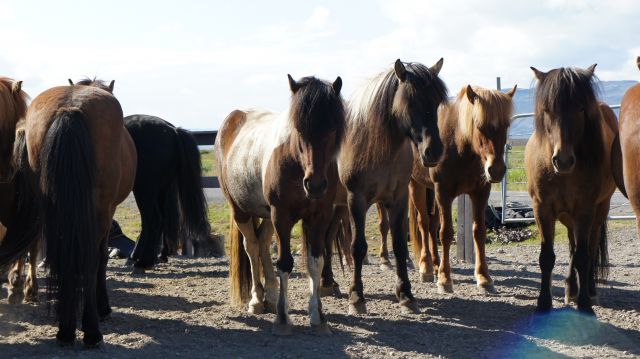 Zdj�cia: gdzies w srodku wyspy, interior, kolejna porcja czworonogow z wyspy, ISLANDIA