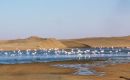 Zdjecie NAMIBIA / Walis Bay / Ptasia laguna / Flamingi
