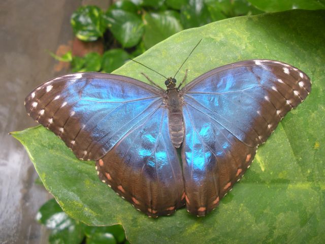 Zdjęcia: ferma motyli, Wyspa Uznam, Motyl - młody Morpho niebieski, NIEMCY Zdjęcia: ferma motyli, Wyspa Uznam, Motyl - młody Morpho niebieski, NIEMCY