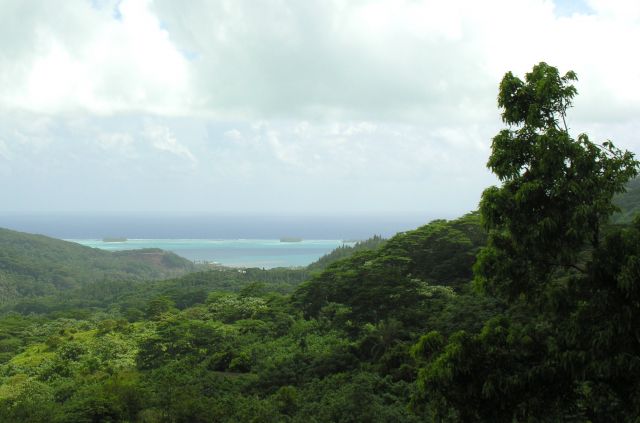 POLINEZJA FRANCUSKA / Bora - Bora / W g��bi wyspy / Dzungla na Bora - Bora