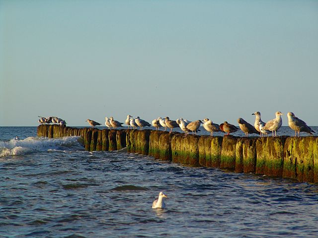 Zdjęcia: kołobrzeg, zachodniopomorskie, LATO 2011, POLSKA Zdjęcia: kołobrzeg, zachodniopomorskie, LATO 2011, POLSKA