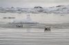 Zdj�cie SVALBARD / Spitsbergen / Hornsund / Nied�wied� polarny