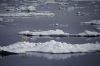 Zdj�cie SVALBARD / Spitsbergen / Hornsund / Nied�wied� polarny