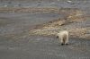 Zdj�cie SVALBARD / Spitsbergen / Hornsund / Nied�wied� polarny