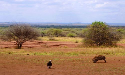Zdjęcie TANZANIA / Serengeti / Serengeti / Czekamy na ochłap