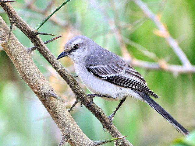 WENEZUELA / wyspa Margarita / La Mira / Przedrze�niacz siwy, (eng. Tropical Mockingbird, lat. Mimus gilvus )
