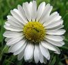 daisy_61