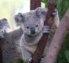 Koala-wroc