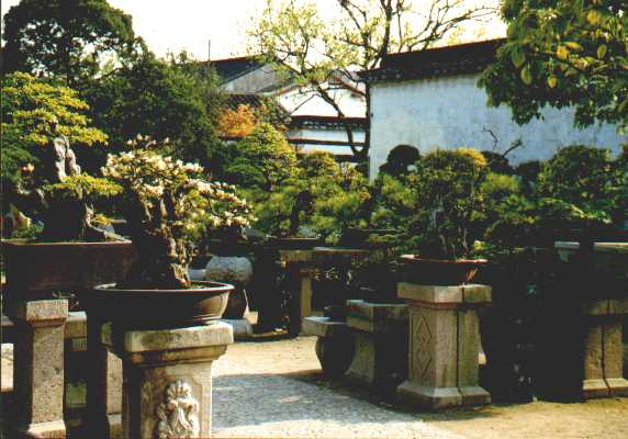 Suzho - ogrd bonsai