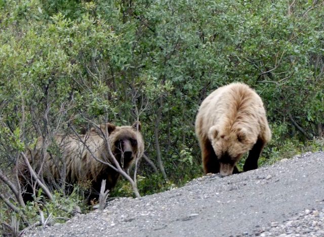 Zdjęcia: Alaska Range / Park Narodowy Denali, grizzly, ALASKA Zdjęcia: Alaska Range / Park Narodowy Denali, grizzly, ALASKA