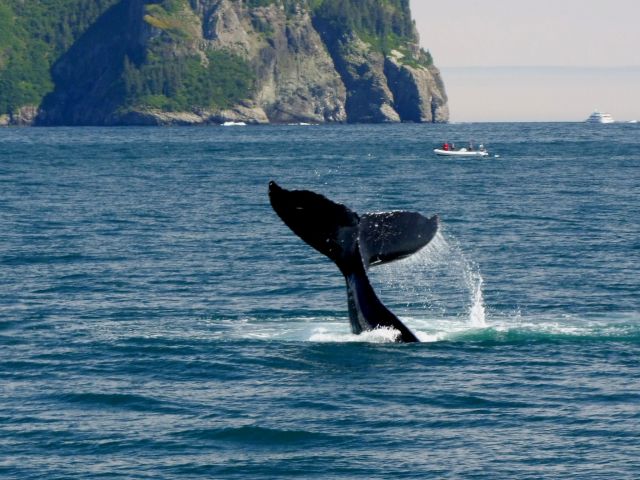 Zdjęcia: Alaska / Polwysep Kenai, Humbak... a raczej jego ogon, ALASKA Zdjęcia: Alaska / Polwysep Kenai, Humbak... a raczej jego ogon, ALASKA