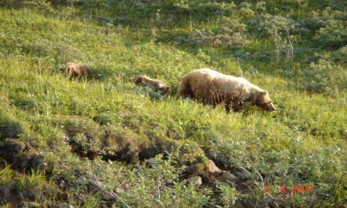 Zdjecie ALASKA / brak / Denali Nat'l Park & Pres. / Grizzly Bear