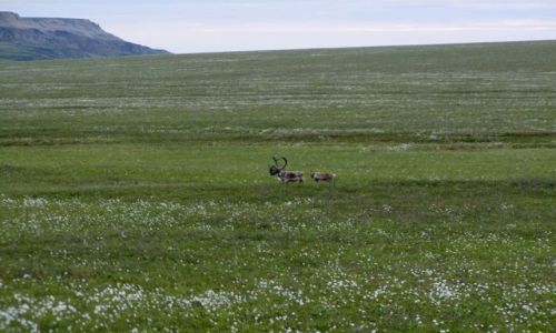ALASKA / - / Alaska / North Slope  / karibu w tundzre