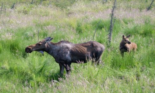 Zdjecie ALASKA / - / Alaska / Yukon–Koyukuk  Area / Klpa z cielakiem