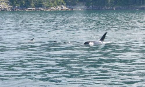 Zdjęcie ALASKA / - / Alaska / Gulf of Alaska  / stado orek