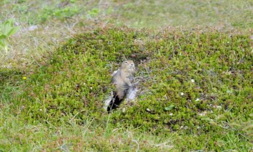 Zdjęcie ALASKA / - / Alaska / north slope / wiewiorka arktyczna