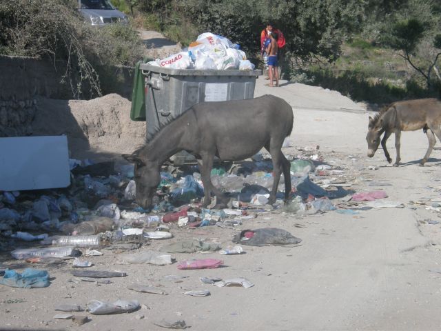 Zdjęcia: Vlora, Bałkany, w Polsce koty a w Albanii ..., ALBANIA Zdjęcia: Vlora, Bałkany, w Polsce koty a w Albanii ..., ALBANIA