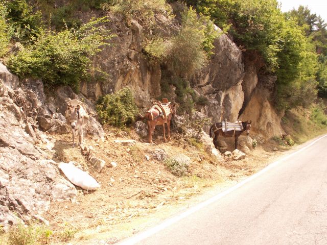 Zdjęcia: W drodze do Tirany, okolice Elbasan, Moja Albania, ALBANIA Zdjęcia: W drodze do Tirany, okolice Elbasan, Moja Albania, ALBANIA
