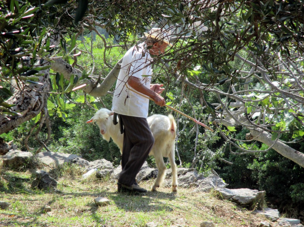 Zdjęcia: Gaj oliwny w okolicach Ilias, Dhermi, Gdzie ta koza?, ALBANIA Zdjęcia: Gaj oliwny w okolicach Ilias, Dhermi, Gdzie ta koza?, ALBANIA