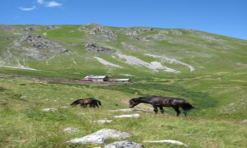 Zdjecie ALBANIA / Szar Planina / Szar Planina / konie