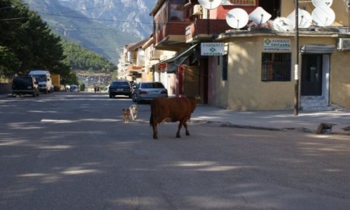 Zdjecie ALBANIA / pnoc / Bajram Curri / Bajram Curri