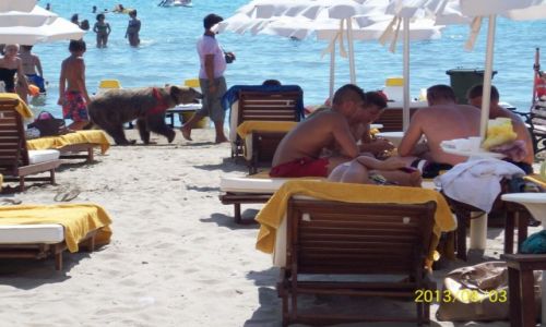 Zdjęcie ALBANIA / Durres / durres / dzika albania