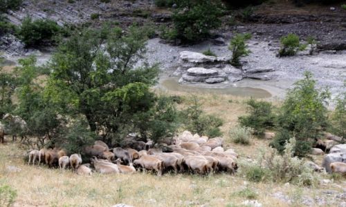 Zdjęcie ALBANIA / - / Kelcyna / Albańskie klimaty 4