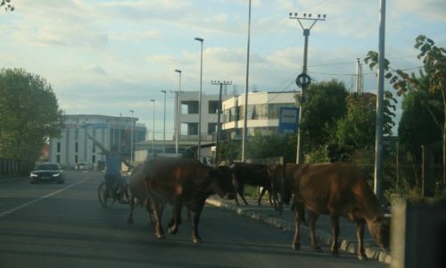Zdjecie ALBANIA / Albania / Tirana / Juhas w Albanii