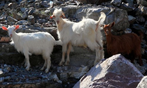 Zdjcie ALBANIA / Kukes / Koman / Ciekawskie kozy