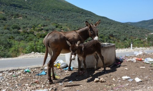 Zdjecie ALBANIA / Borsh / Borsh / oli los...