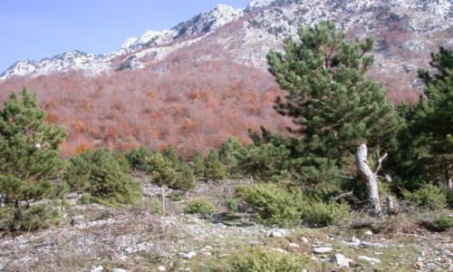 Zdjęcie ALBANIA / brak / okolice Koplika / Jesień w Albanii