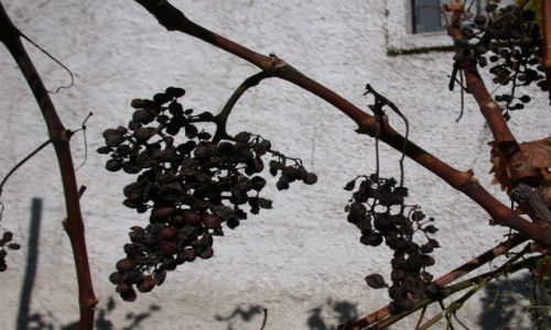 Zdjęcie ALBANIA / brak / okolice Koplika / Rodzynki