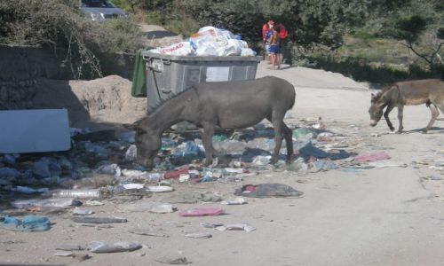 Zdjecie ALBANIA / Bakany / Vlora / w Polsce koty a w Albanii ...