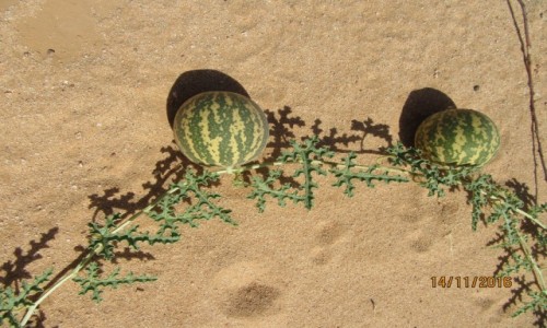 Zdjęcie ALGIERIA / Algieria Sahara / Algieria Sahara / Sahara = Pustynna roślinność