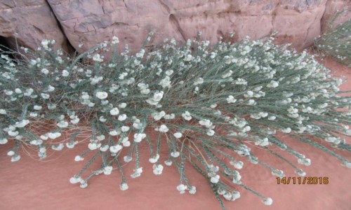 Zdjęcie ALGIERIA / Algieria Sahara / Algieria Sahara / Sahara = Pustynna roślinność