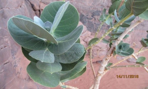 Zdjęcie ALGIERIA / Algieria Sahara / Algieria Sahara / Sahara = Pustynna roślinność