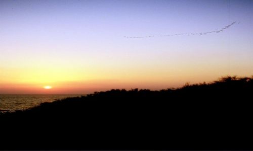 Zdjęcie ALGIERIA / wschodnia Algieria / La Marsa / klucz ptaków o zachodzie słońca