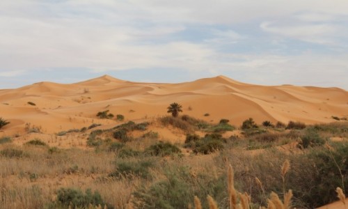 Zdjecie ALGIERIA / Sahara poludniowa / Bechar / piaskowe zycie