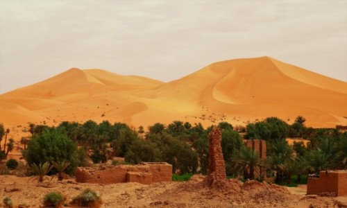 Zdjecie ALGIERIA / Sahara / Ruiny ksaru / Okazae diuny w okolicy Taghit