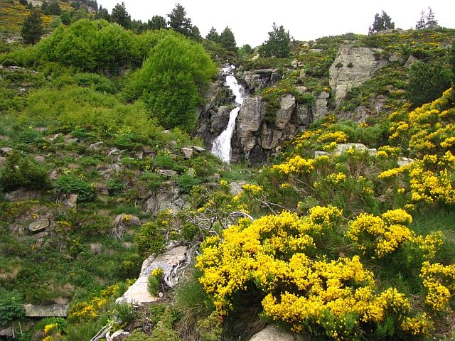 Zdjęcia: dolina d'Incles, Pireneje, pirenejska flora - żarnowce, ANDORA Zdjęcia: dolina d'Incles, Pireneje, pirenejska flora - żarnowce, ANDORA