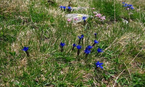 Zdjecie ANDORA / Pireneje / stawy Siscaro / pirenejska flora