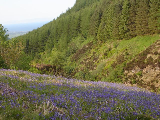 Zdjęcia: Hrabstwo Antrim, Irlandia Pn., Zielona Irlandia :), ANGLIA Zdjęcia: Hrabstwo Antrim, Irlandia Pn., Zielona Irlandia :), ANGLIA